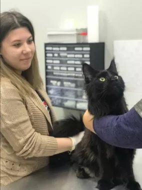 Ветеринарная клиника "GlobalVet clinic".