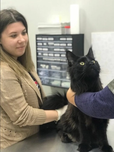 Ветеринарная клиника GlobalVet clinic в Москве: УЗИ, Рентген, Орнитолог, Вакцинация, Стерилизация , Стоматологические услуги, Неврология,