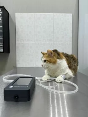 Ветеринарная клиника "GlobalVet clinic".