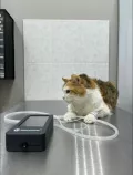 Миниатюра 3
