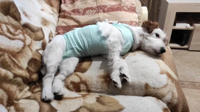 Ветеринарная клиника "GlobalVet clinic".