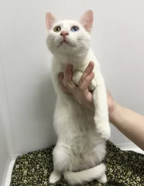 Ветеринарная клиника "Котофеич".