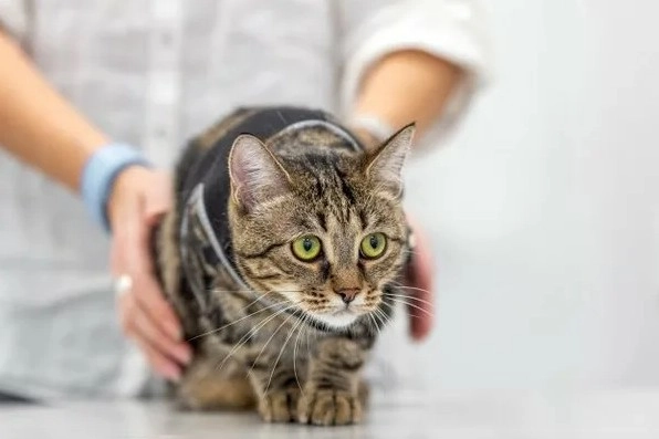 Ветеринарная клиника Кот и доГ в Москве: Выезд на дом, Гостиницы, ЭХОкг сердца, Стерилизация , Хирургия, Оксигенотерапия, Груминг, Вакцинация, УЗИ,