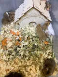 Миниатюра 7