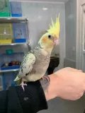 Миниатюра 8