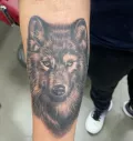 Миниатюра 4