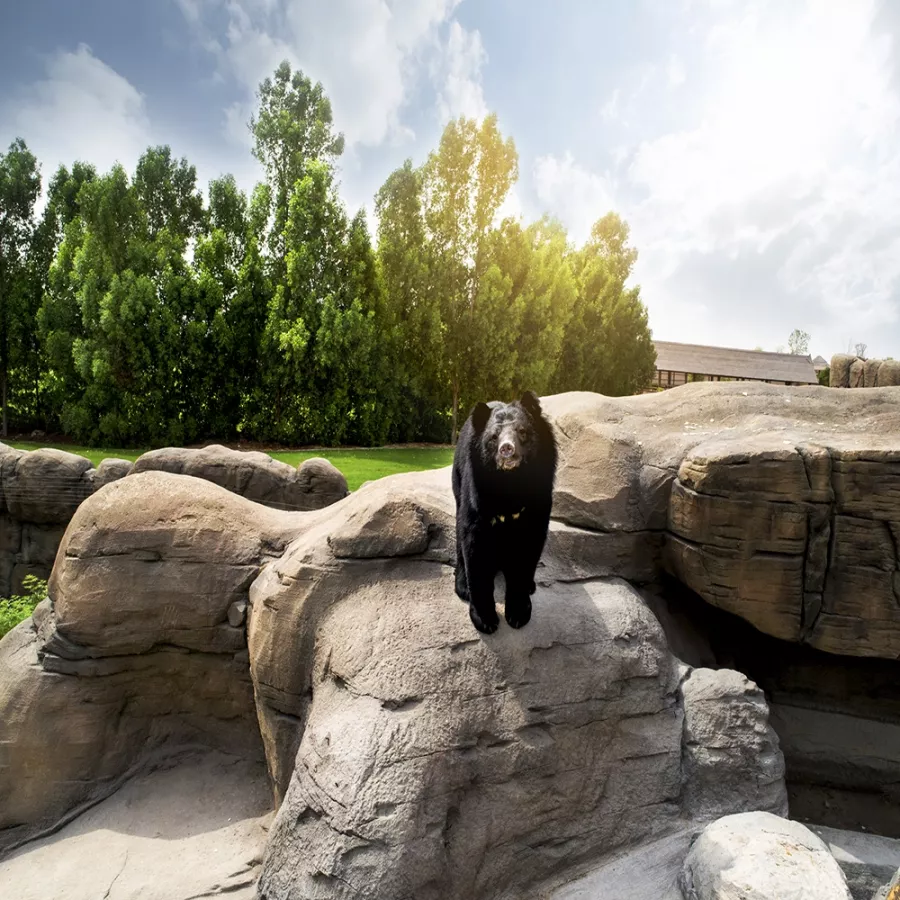 Зоопарк Asian Village в Дубаи: Азиатский театр , Шоу зверей , Дикие животные , Культура Азии , Сафари-парк , Детская ферма ,