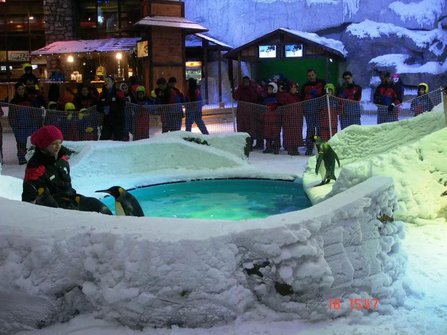 Горнолыжный комплекс Ski Dubai в Дубаи: Лыжи , Сноуборд , Пингвины , Искуственный снег , Снежные склоны , Кинотеатр ,