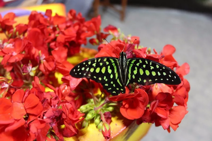Сад бабочек Butterfly Garden в Дубаи: Сад , Ручные бабочки , Музей бабочек , Оранжерея , Экзотические виды бабочек ,