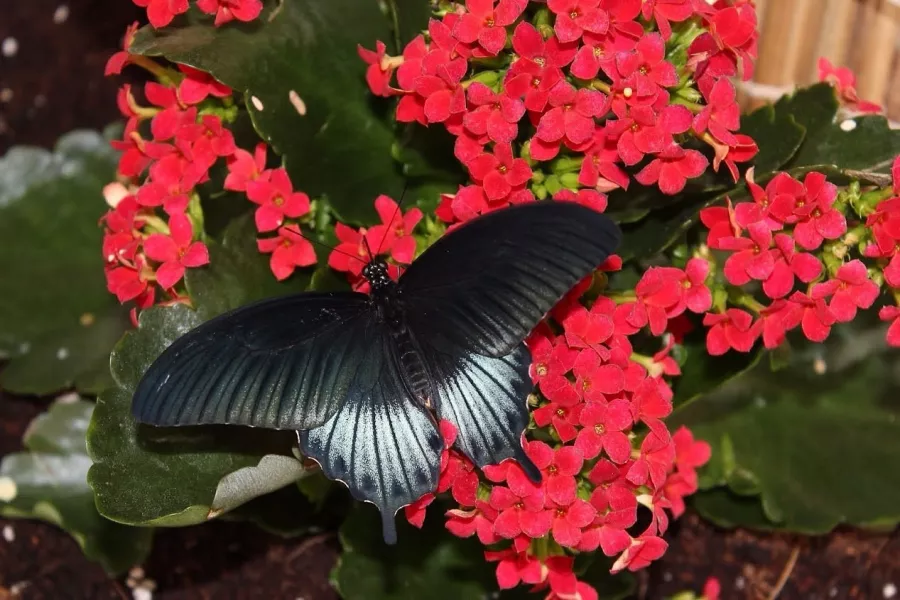 Сад бабочек Butterfly Garden в Дубаи: Сад , Ручные бабочки , Музей бабочек , Оранжерея , Экзотические виды бабочек ,