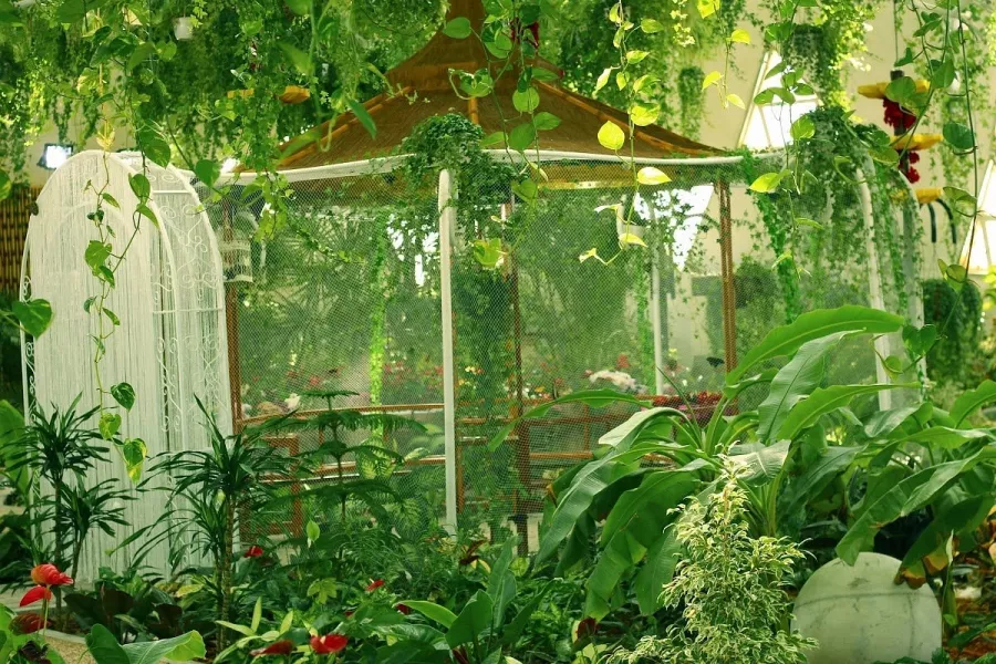 Сад бабочек Butterfly Garden в Дубаи: Сад , Ручные бабочки , Музей бабочек , Оранжерея , Экзотические виды бабочек ,