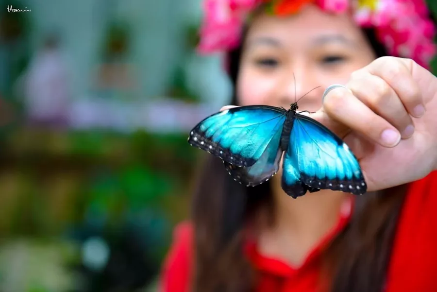 Сад бабочек Butterfly Garden в Дубаи: Сад , Ручные бабочки , Музей бабочек , Оранжерея , Экзотические виды бабочек ,