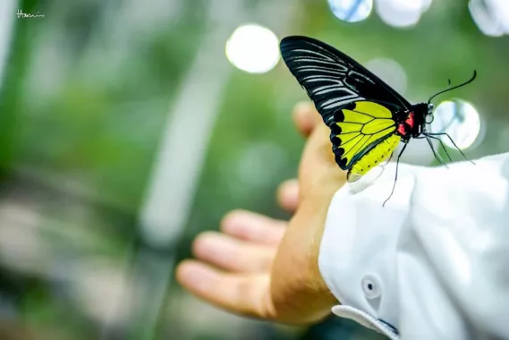 Сад бабочек "Butterfly Garden"
