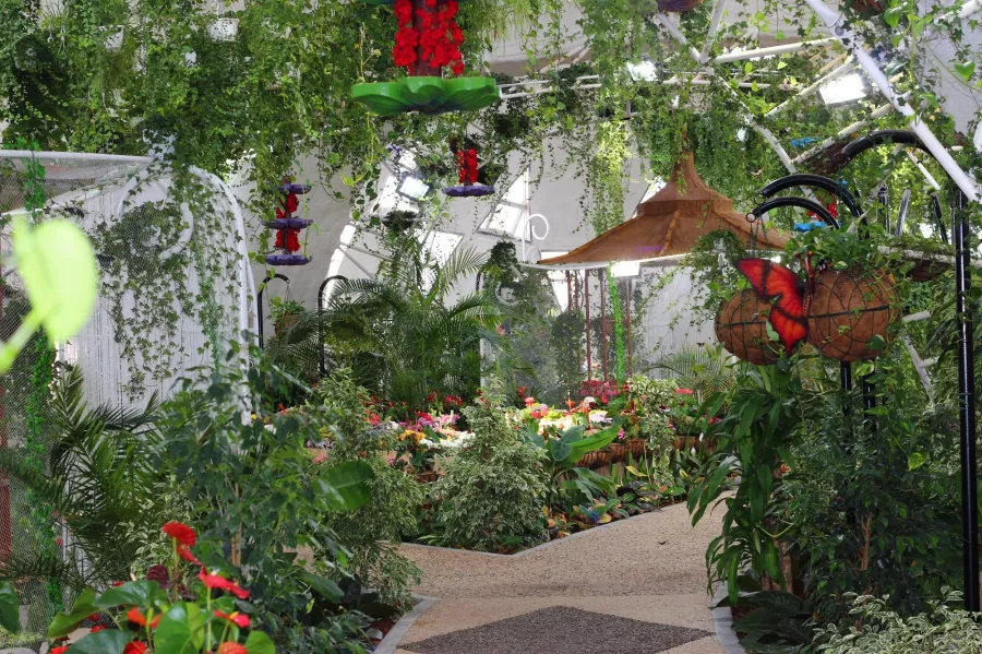Сад бабочек Butterfly Garden в Дубаи: Сад , Ручные бабочки , Музей бабочек , Оранжерея , Экзотические виды бабочек ,