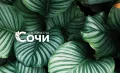 Миниатюра 4