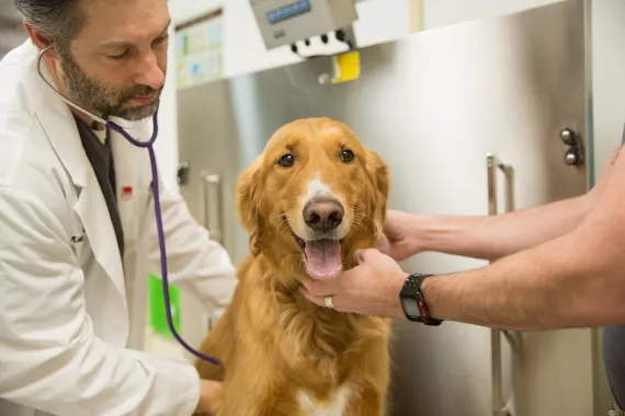 Ветеринарная клиника "Zabeel Veterinary Hospital"