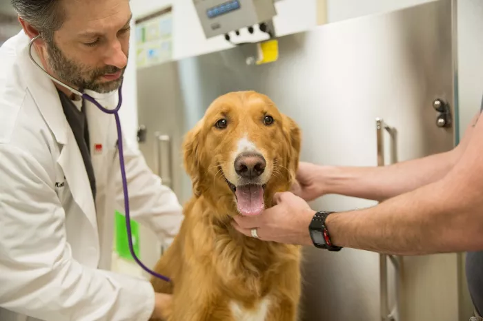 Ветеринарная клиника Zabeel Veterinary Hospital  в  Дубаи