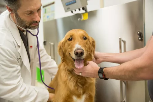 Ветеринарная клиника Zabeel Veterinary Hospital в Дубаи