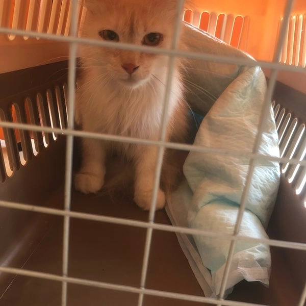 Ветеринарная клиника Zabeel Veterinary Hospital в Дубаи: Лечение кошек , Здоровье животных , Уход за дикими дверями , МРТ животных ,