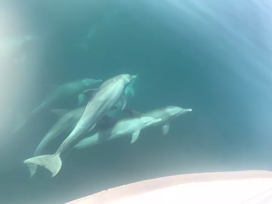 Аренда рыболовного судна Deep Blue Fishing в Дубаи: Поездка на лодке , Гид по рыбной ловле , Рыбаки , Рыбалка,