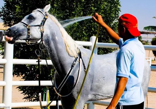 Конюшня Al Jiyad Stables  в  Дубаи