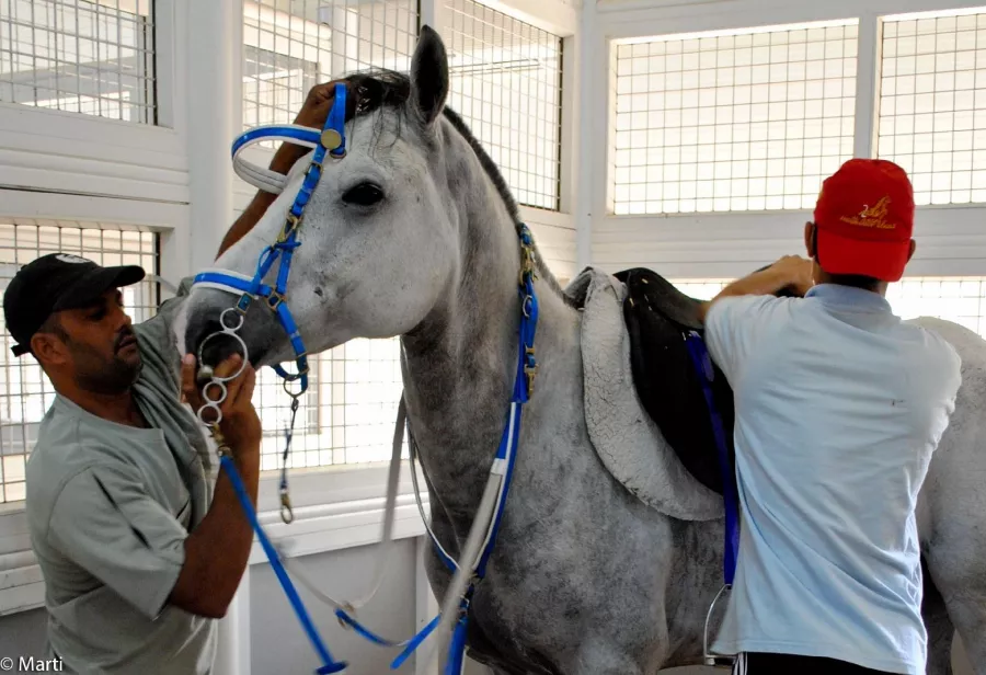 Конюшня Al Jiyad Stables в Дубаи: Езда на лошадях , Тренировки лошадей , Верховая езда , Уход за лошадьми , Школа верховой езды ,