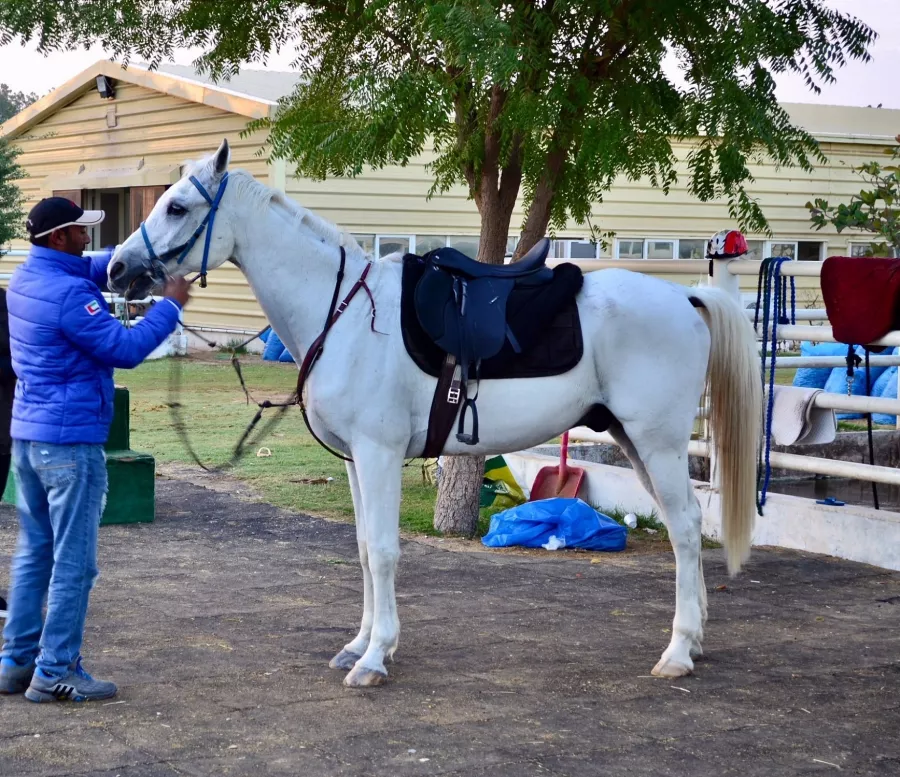 Конюшня Al Jiyad Stables в Дубаи: Езда на лошадях , Тренировки лошадей , Верховая езда , Уход за лошадьми , Школа верховой езды ,