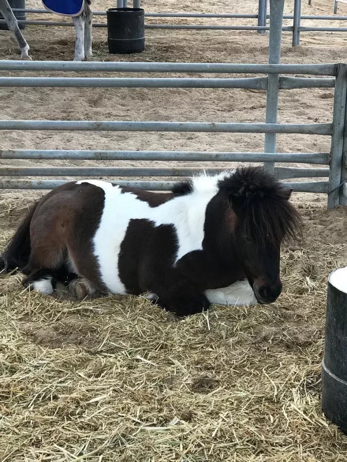 Конюшня Al Jiyad Stables в Дубаи: Езда на лошадях , Тренировки лошадей , Верховая езда , Уход за лошадьми , Школа верховой езды ,
