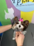 Миниатюра 5
