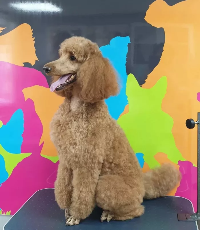 Зоосалон "Groom".