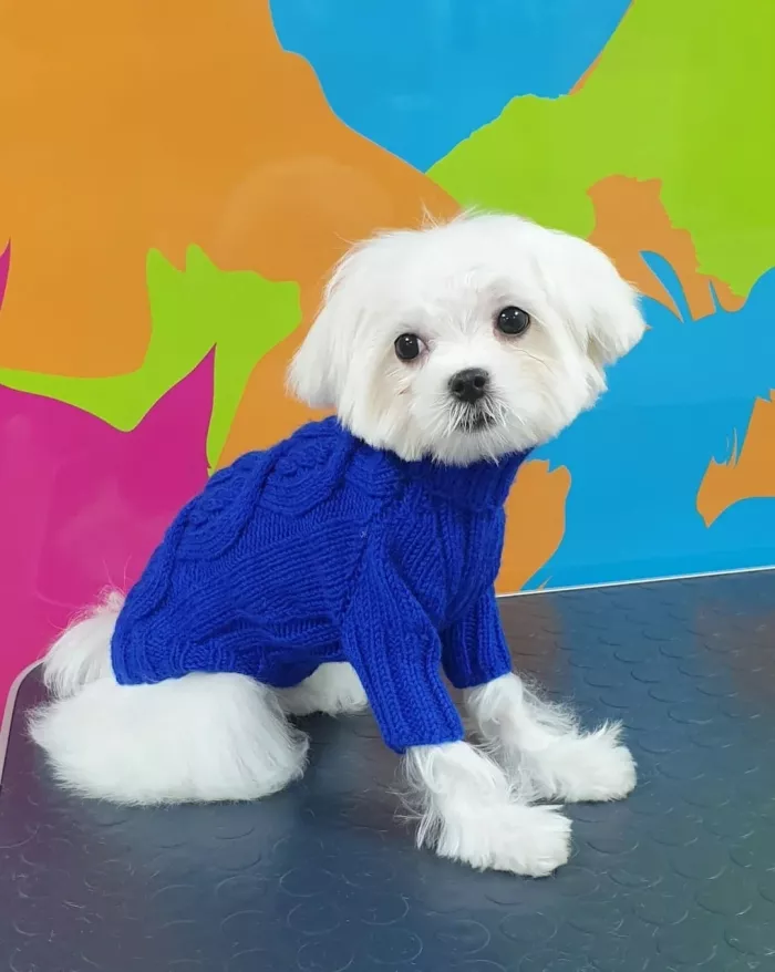 Зоосалон "Groom".