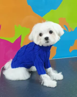 Зоосалон "Groom".