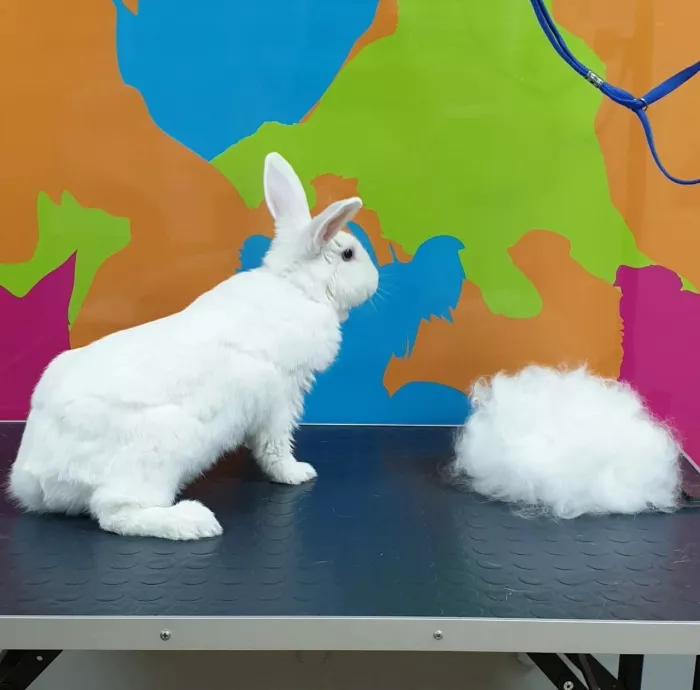 Зоосалон "Groom".