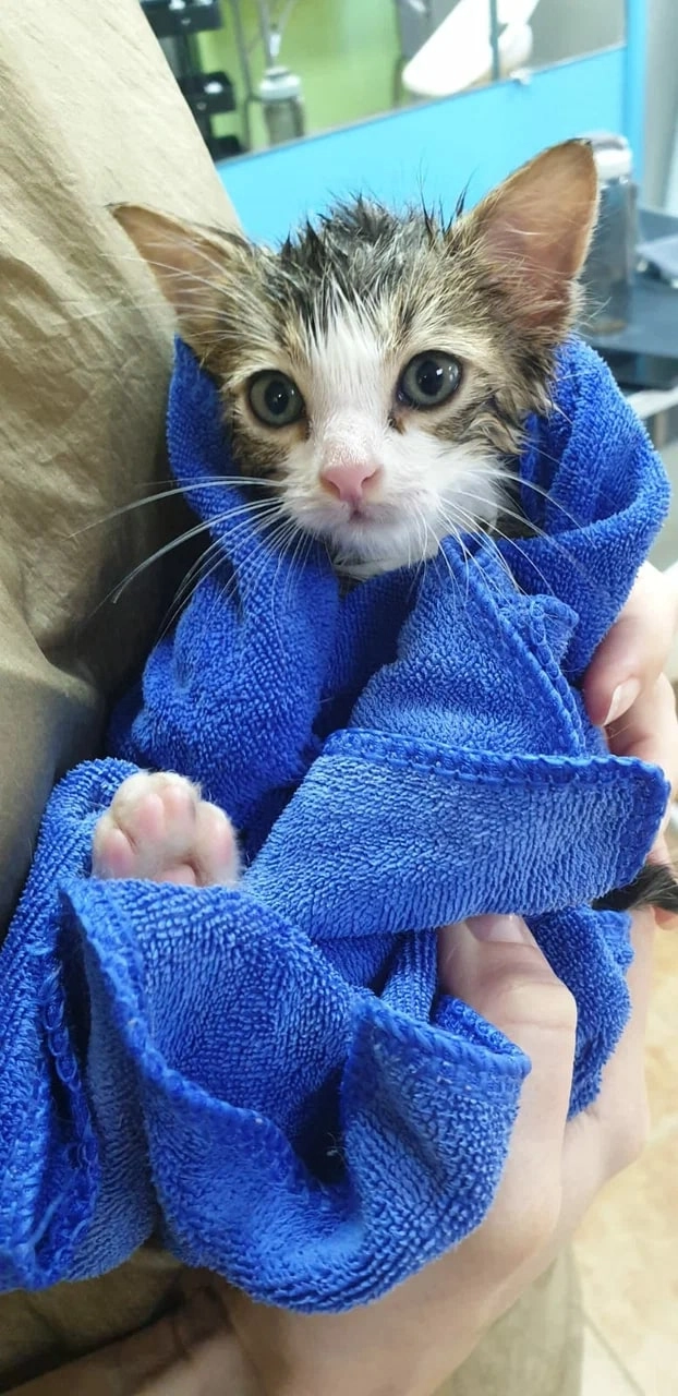 Зоосалон "Groom".