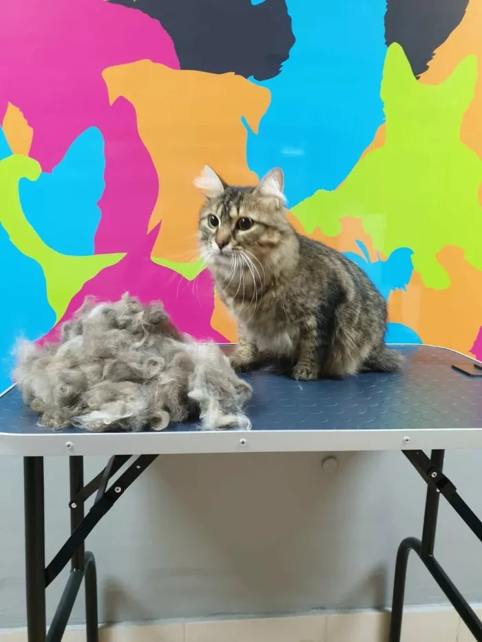 Зоосалон "Groom".