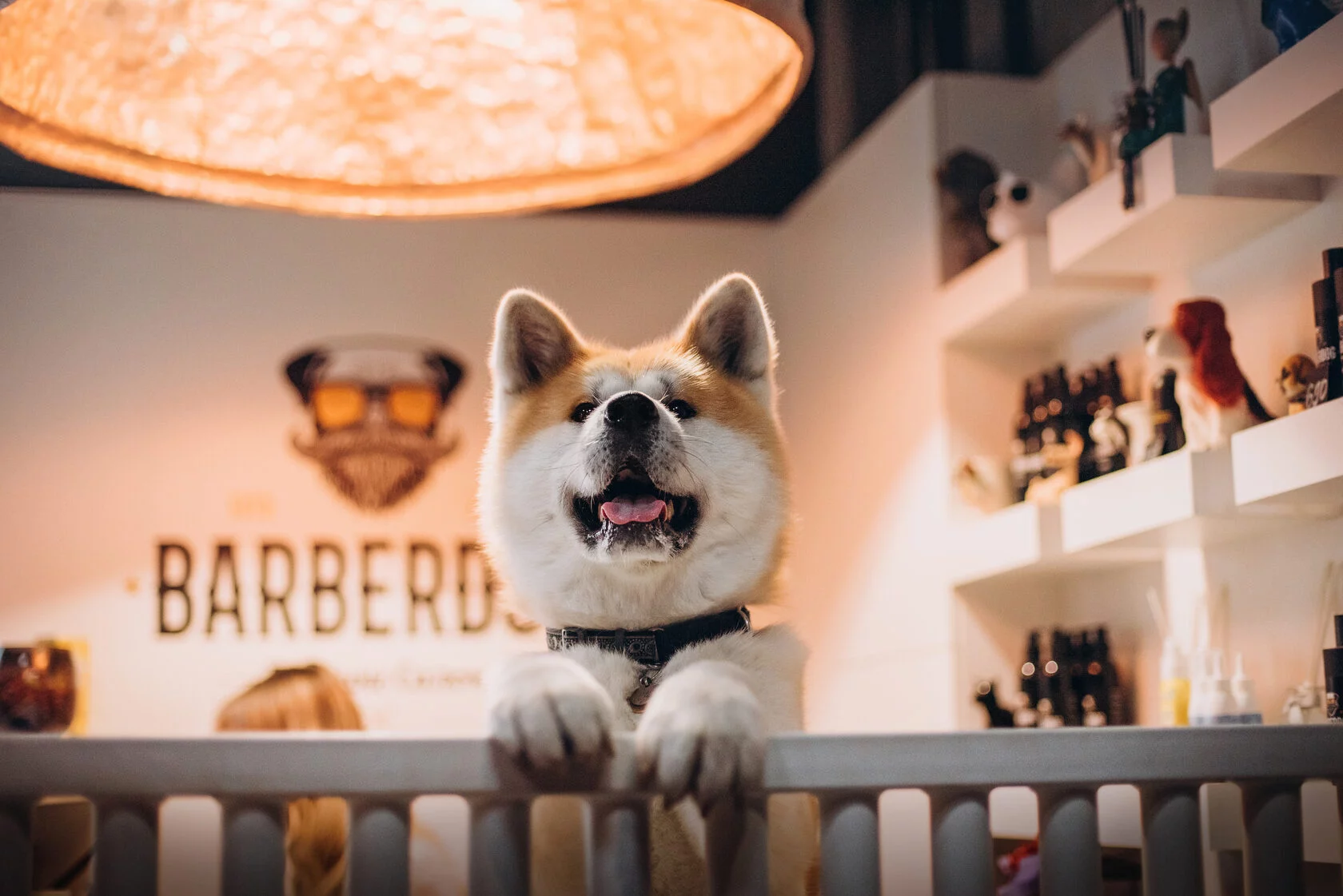 Зоосалон "БарберДог".