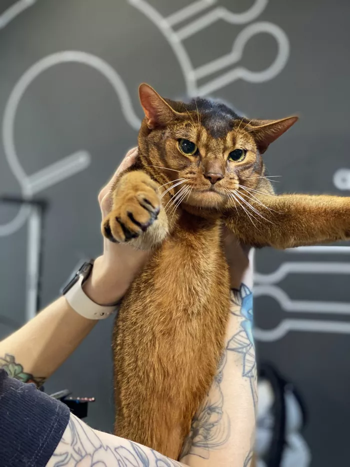 Зоосалон "БарберДог".