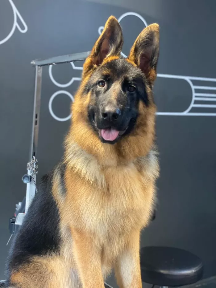 Зоосалон "БарберДог".