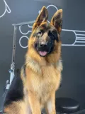Миниатюра 5