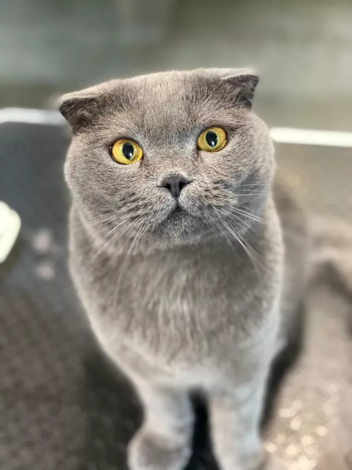 Зоосалон "БарберДог".