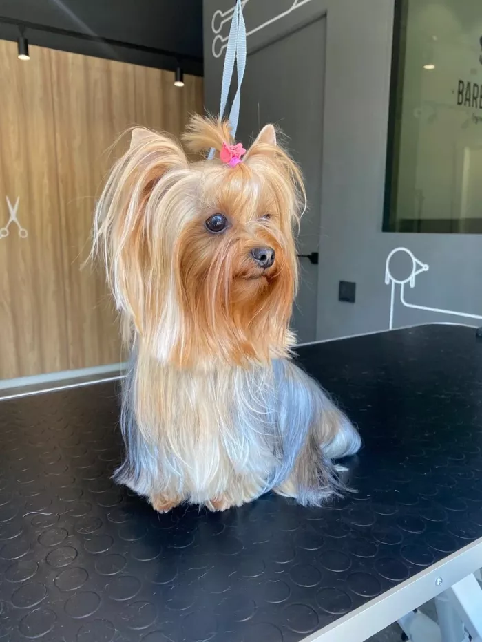 Зоосалон "БарберДог".