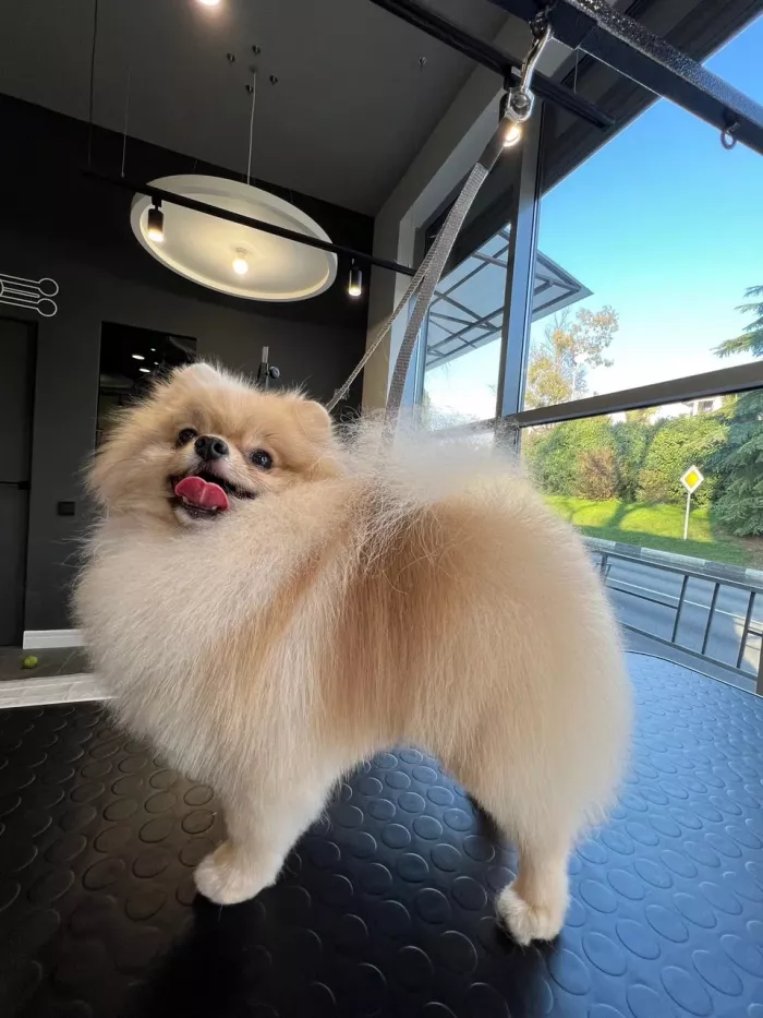 Зоосалон "БарберДог".