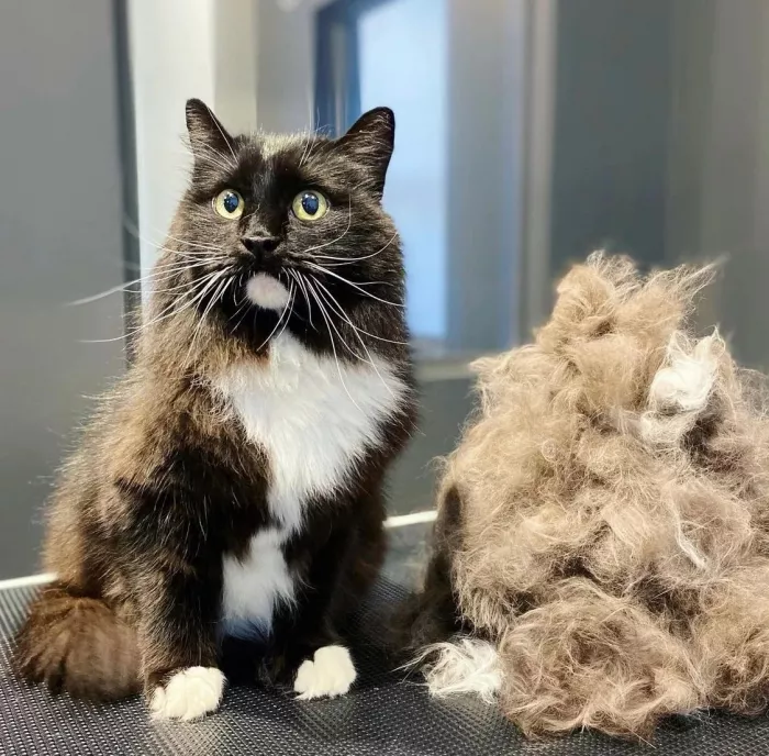 Зоосалон "БарберДог".