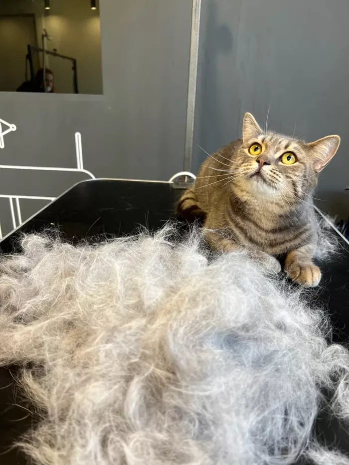 Зоосалон "БарберДог".