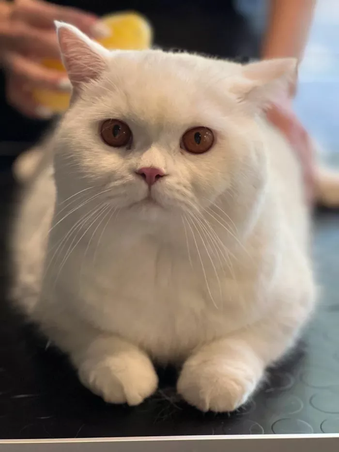 Зоосалон "БарберДог".