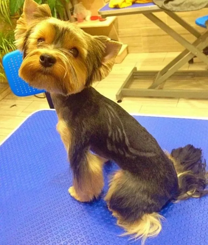 Зоосалон "Грумминг".