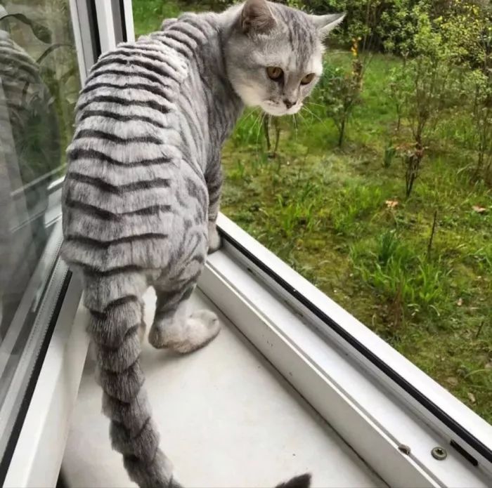 Зоосалон "Грумминг".