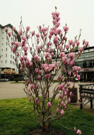 ​Ресторан "Веранда grill ".