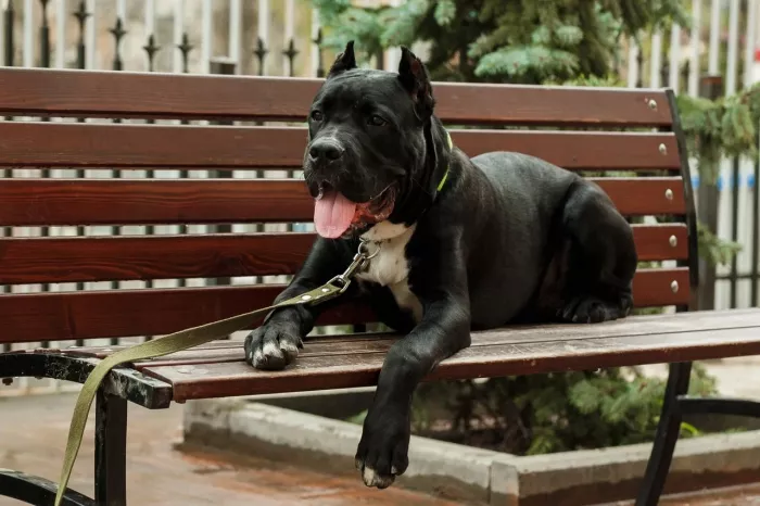  Зоомагазин "Фауна".