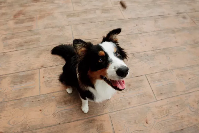  Зоомагазин "Фауна".